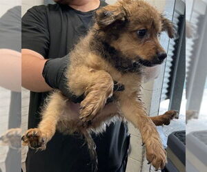 Chihuahua Dogs for adoption in San Bernardino, CA, USA