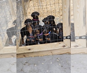 Doberman Pinscher Litter for sale in SOMERSET, KY, USA