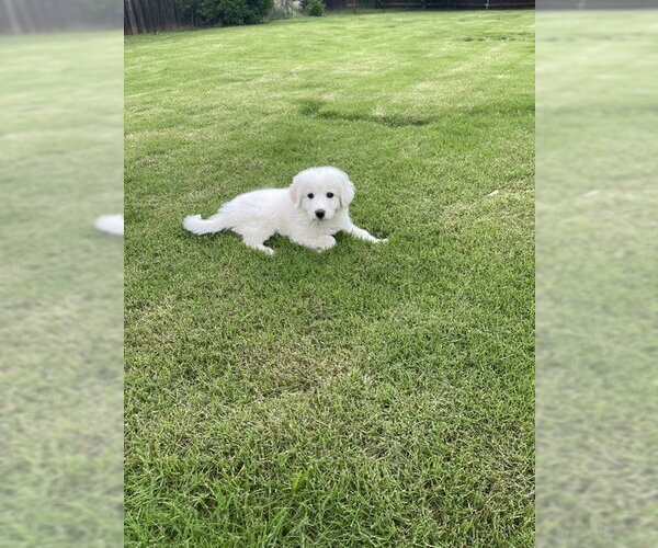 Medium Photo #13 Great Pyrenees Puppy For Sale in Spring, TX, USA