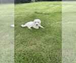 Small #12 Great Pyrenees