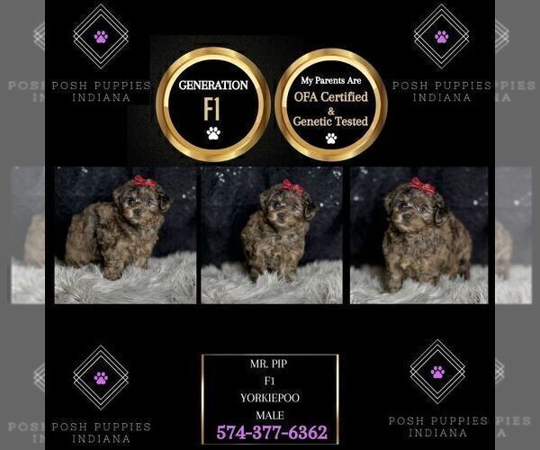 Medium Photo #64 YorkiePoo Puppy For Sale in WARSAW, IN, USA