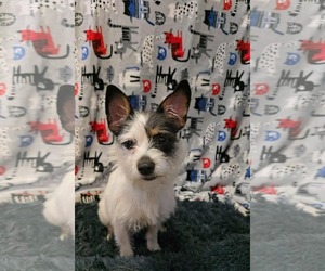Medium Shih Tzu Mix