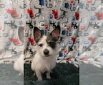 Small Shih Tzu Mix