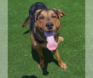 Black and Tan Coonhound-Unknown Mix Dogs for adoption in Murfreesboro, TN, USA