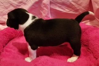 Basenji Puppy for sale in TEXARKANA, TX, USA