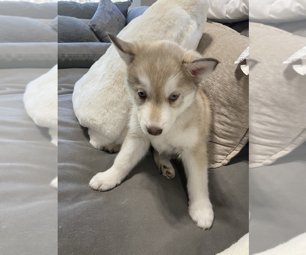 Medium Photo #10 Siberian Husky Puppy For Sale in PEYTON, CO, USA