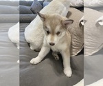 Small Photo #10 Siberian Husky Puppy For Sale in PEYTON, CO, USA