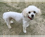 Small Photo #2 Poodle (Miniature)-Unknown Mix Puppy For Sale in Mundelein, IL, USA
