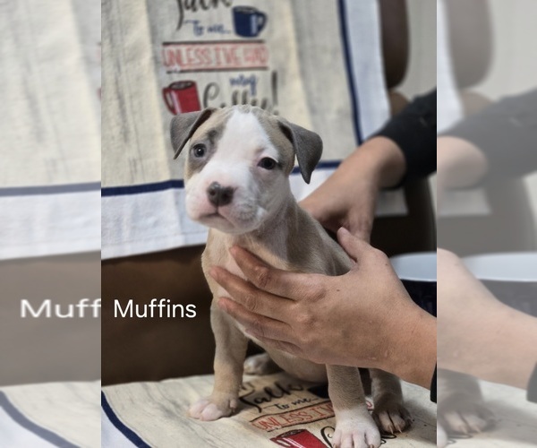 Medium Photo #1 American Pit Bull Terrier Puppy For Sale in BELLEFONTAINE, OH, USA