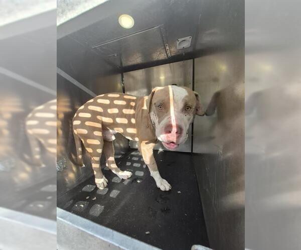 Medium Photo #1 American Staffordshire Terrier-Unknown Mix Puppy For Sale in San Antonio, TX, USA
