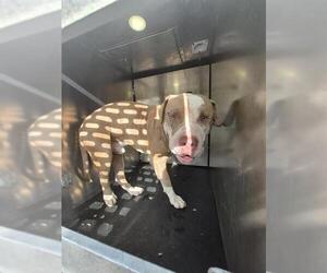 American Staffordshire Terrier-Unknown Mix Dogs for adoption in San Antonio, TX, USA