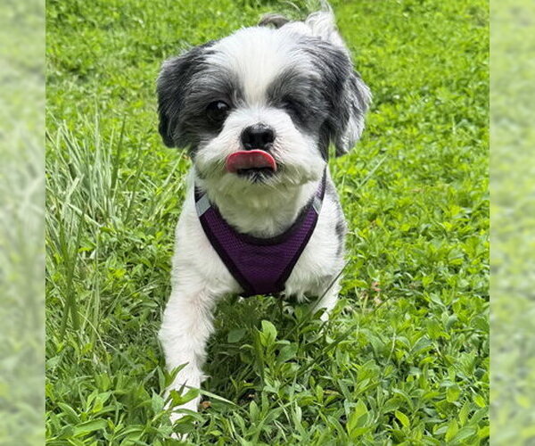 Medium Photo #3 Shih Tzu Puppy For Sale in Arlington, VA, USA