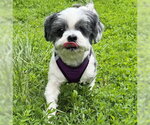 Small #2 Shih Tzu