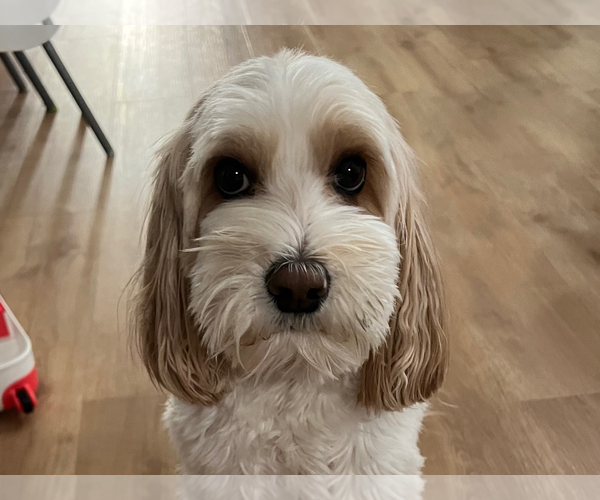 Medium Photo #1 Miniature Labradoodle Puppy For Sale in Bellevue, WA, USA