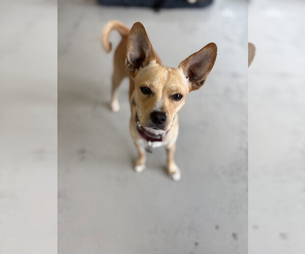 Medium Photo #4 Chihuahua Puppy For Sale in Studio City, CA, USA