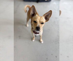 Paco #0444 - Male Chihuahua Dog for Adoption - Photo #4