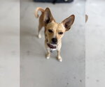 Small Photo #4 Chihuahua Puppy For Sale in Studio City, CA, USA