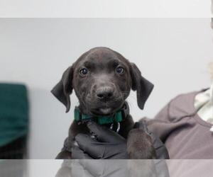 Chocolate Labrador retriever-Unknown Mix Dogs for adoption in Mountain Home, AR, USA