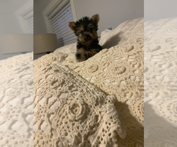Medium Photo #3 Yorkshire Terrier Puppy For Sale in FORT WORTH, TX, USA