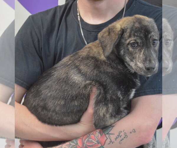 Medium Photo #2 Shollie Puppy For Sale in Huntley, IL, USA