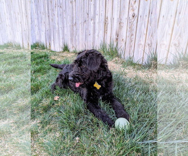Medium Photo #9 Poodle (Standard)-Unknown Mix Puppy For Sale in Sandy, UT, USA