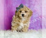 Small Photo #20 Maltipoo (Miniature) Puppy For Sale in WARSAW, IN, USA