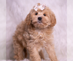 Small Photo #97 Maltipoo (Toy) Puppy For Sale in WARSAW, IN, USA