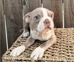 Image preview for Ad Listing. Nickname: Puppy 1