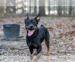 Small #3 Rottweiler