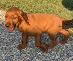 Puppy Luca Irish Setter