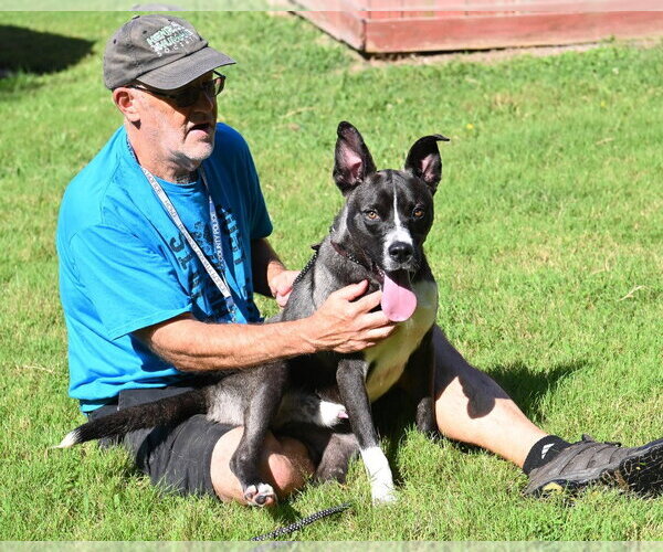 Medium Photo #7 Siberian Husky-Unknown Mix Puppy For Sale in Glen Allen, VA, USA