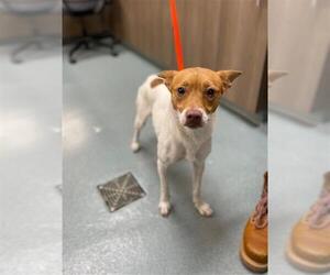 Rat-Cha Dogs for adoption in Baytown, TX, USA
