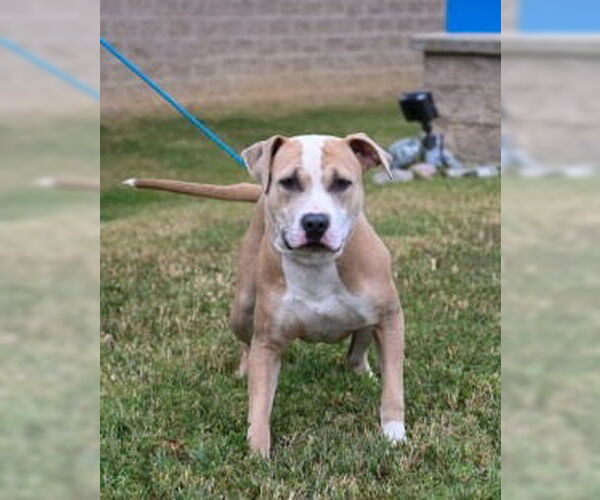 Medium Photo #3 American Pit Bull Terrier Puppy For Sale in Glen Allen, VA, USA