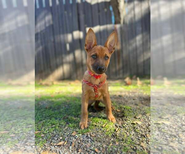 Medium Photo #1 Mutt Puppy For Sale in San Diego, CA, USA