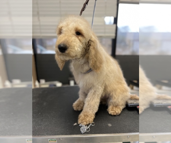 Medium Photo #7 Poodle (Standard) Puppy For Sale in WILSONVILLE, OR, USA