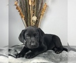 Small #3 Labrador Retriever