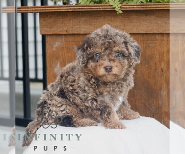 Medium Photo #3 Poodle (Miniature) Puppy For Sale in GORDONVILLE, PA, USA
