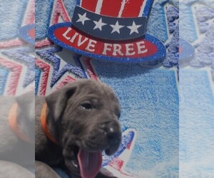 Great Dane Puppy for sale in ALVARADO, TX, USA