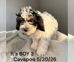 Small #14 Cavapoo (Miniature)