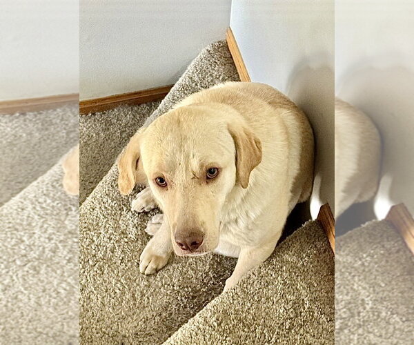Medium Photo #2 Labrador Retriever Puppy For Sale in Omaha, NE, USA