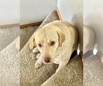 Small #1 Labrador Retriever