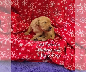 Labrador Retriever Puppy for sale in MINATARE, NE, USA