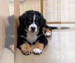 Bernese Mountain Dog Puppy for sale in LOVETTSVILLE, VA, USA