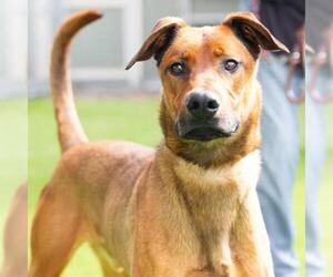 Doberman Pinscher-German Shepherd Dog Mix Dogs for adoption in Camarillo, CA, USA