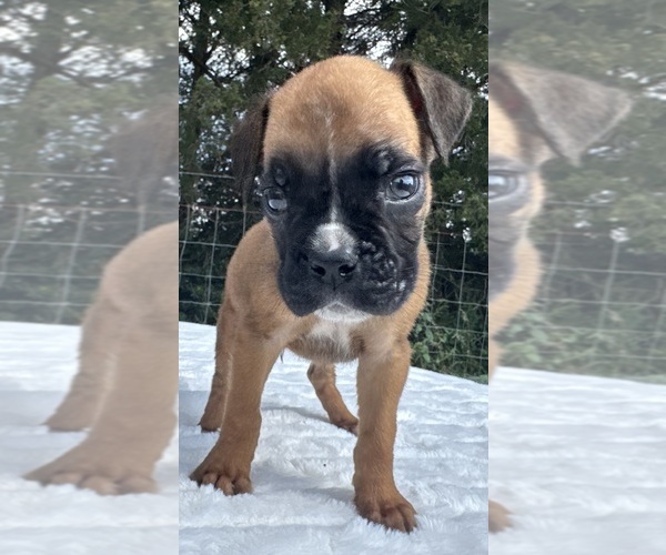 Medium Photo #2 Boxer Puppy For Sale in PAWNEE CITY, NE, USA