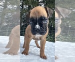 AKC Austin - Male Boxer Puppy for Sale - Photo #2