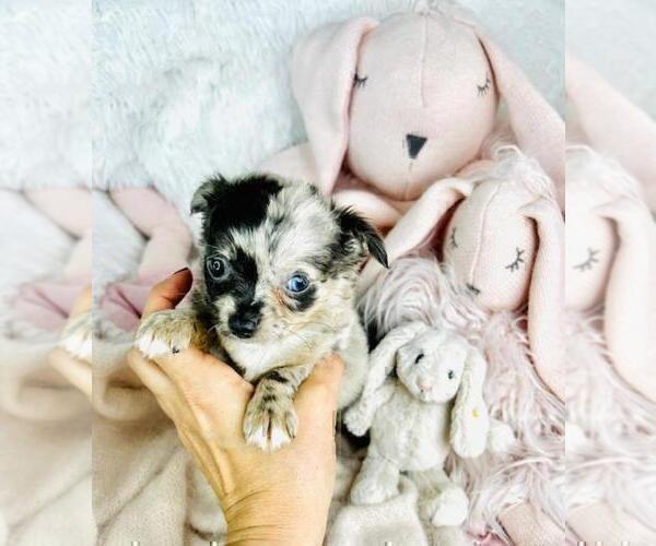 Medium Photo #9 Chihuahua Puppy For Sale in TAMPA, FL, USA