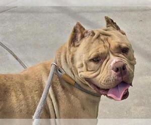 Medium American Bulldog