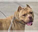 Small American Bulldog