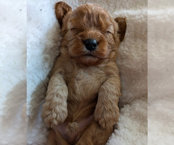 Medium Photo #19 Cavapoo (Miniature) Puppy For Sale in SAINT FRANCIS, MN, USA